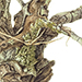 Beverly Allen Lichens on Mistletoe